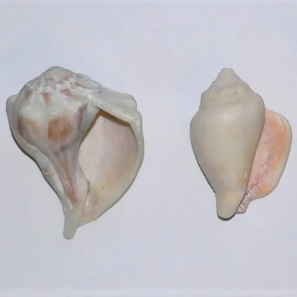 Lot of 14 Medium and Large Sea Shells 2.5" to 4" Cockle, Cowrie, Conch, Snail - Picture 9 of 14